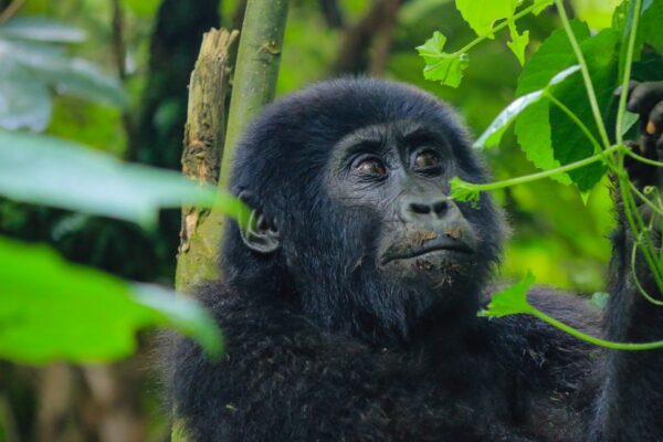 Gorilla Habituation From Kigali
