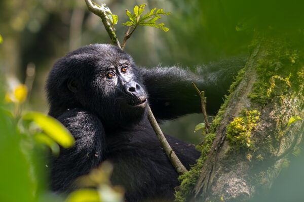 Gorilla Trekking