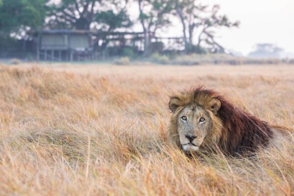 Kafue Busanga Plains