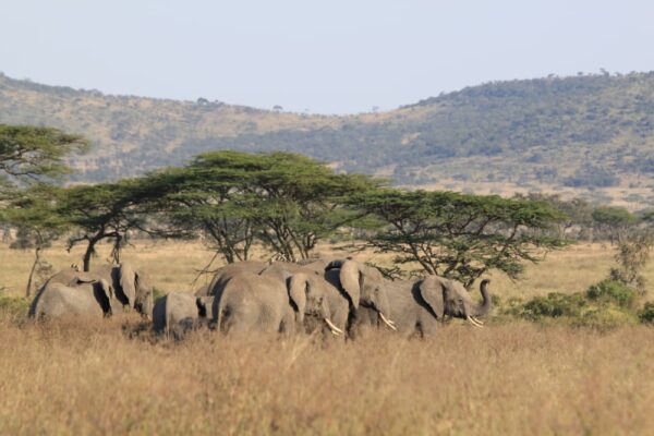 Seronera Valley Serengeti
