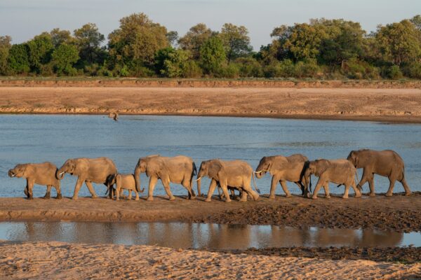 Zambia Safaris