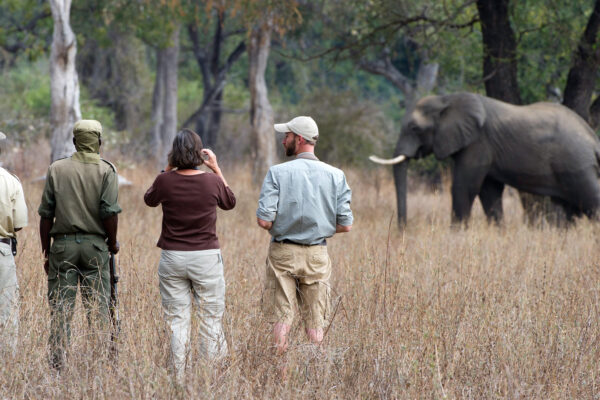 Zambia Safaris