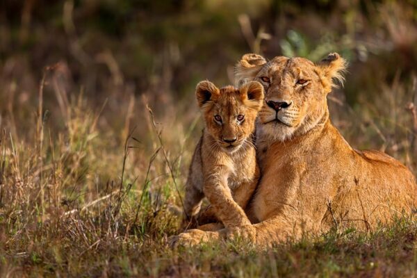 Zimbabwe Safaris Africa