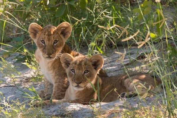 Zimbabwe Safaris Packages