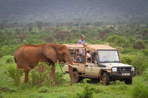 Zimbabwe Wildlife Safaris