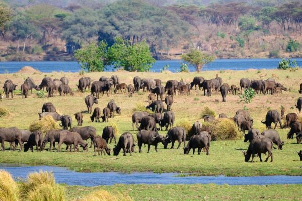 mana pools Zimbabwe