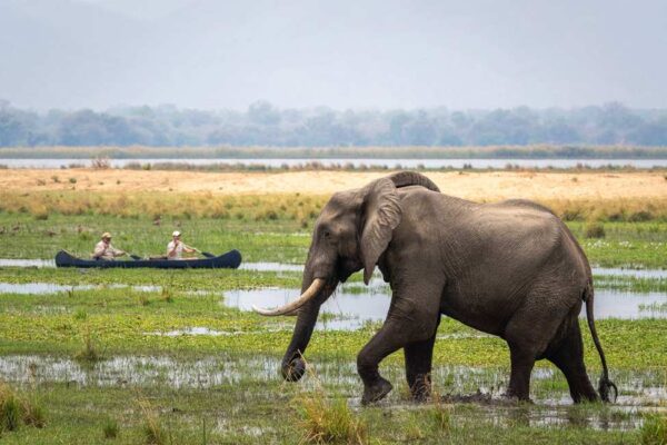 mana pools tours