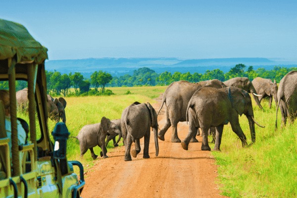 2 Day Serengeti Safari