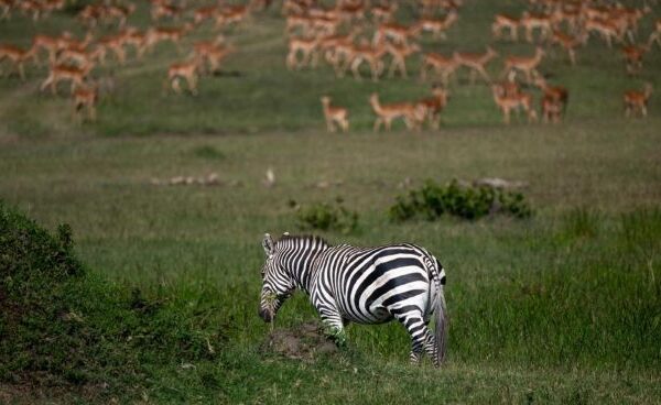 2 Day Serengeti Safari Package