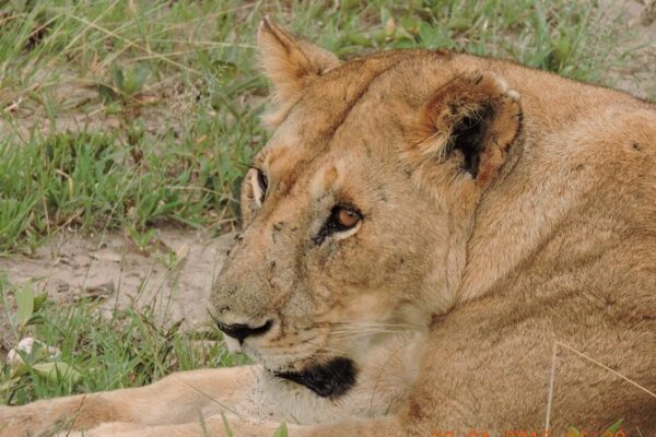 2 Day Serengeti Safari Tour