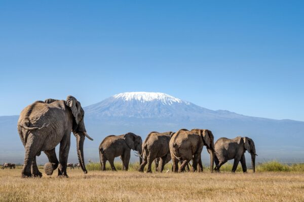 3-Day Amboseli Safari