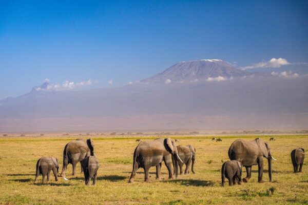 3-Day Amboseli Safari Tour