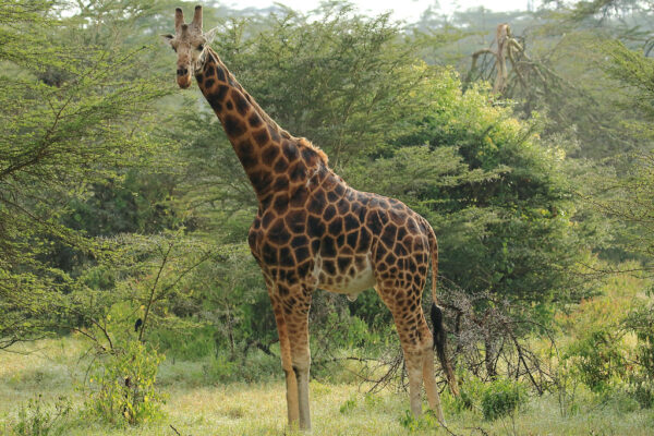 9 Days Kenya Safari Africa