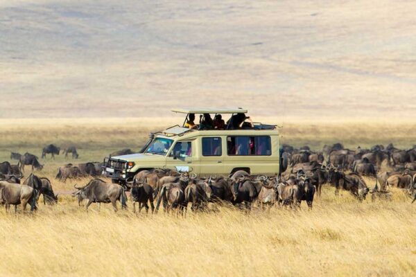 African adventures