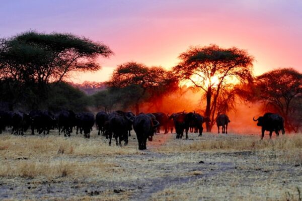 African adventures Safaris