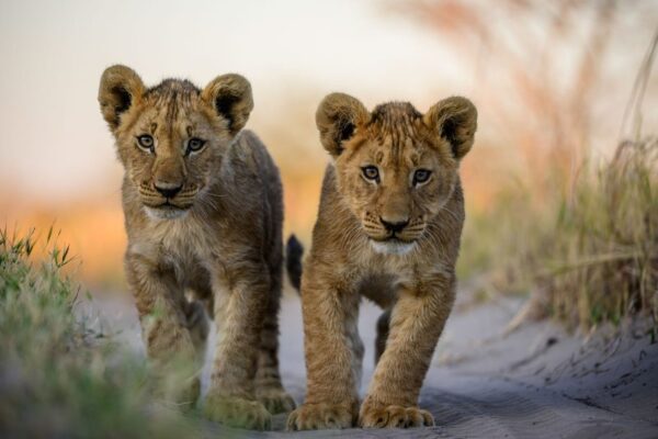 Big Cat Safaris