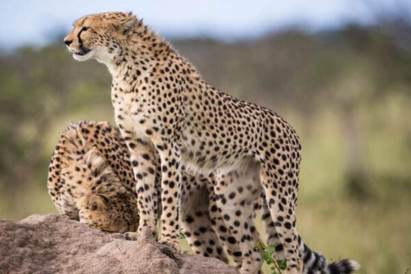 Big Cat Safaris Africa