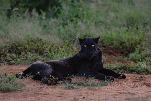 Botswana Big Cat Safari Botswana Big Cat Safari