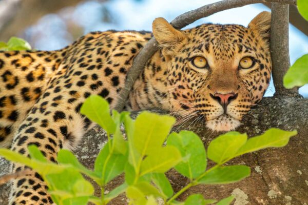 Botswana Big Cat Safari