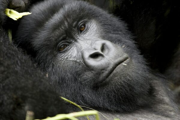 Gorilla Trekking Safari and Kigali City Tour Gorilla Trekking Safari and Kigali City Tour