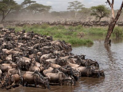 Grumeti - Western Corridor Game Drives in Serengeti