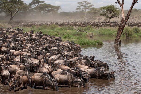 Grumeti - Western Corridor Game Drives in Serengeti