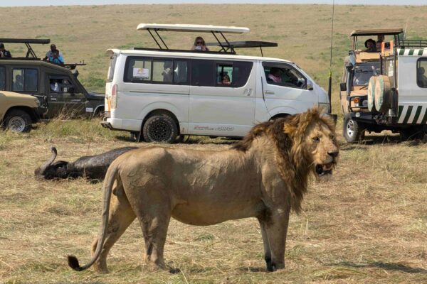 Kenya Big Cat Safari Kenya Big Cat Safari