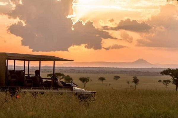 Lobo & Northern Woodland Game Drives in Serengeti