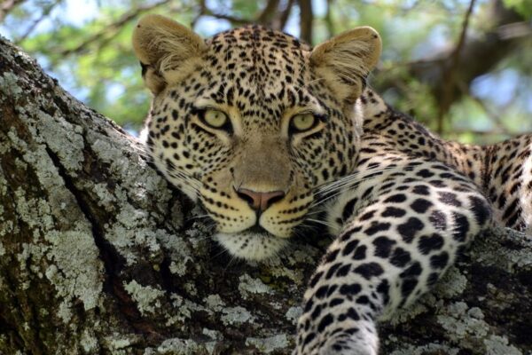 Moru Kopjes & Western Rocklands Game Drives in Serengeti