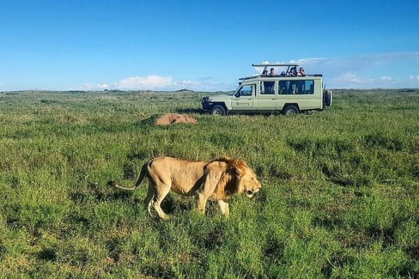 Rwanda Big Cat Safari Rwanda Big Cat Safari