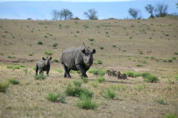 Serengeti And Ngorongoro Serengeti And Ngorongoro