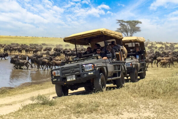 Seronera - Central Game Drives in Serengeti