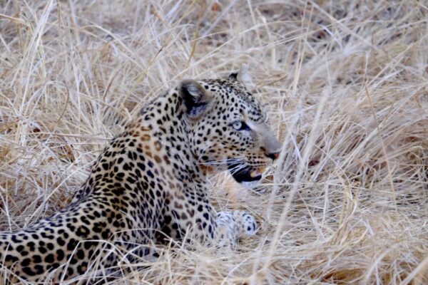 South Africa Big Cat Safari South Africa Big Cat Safari