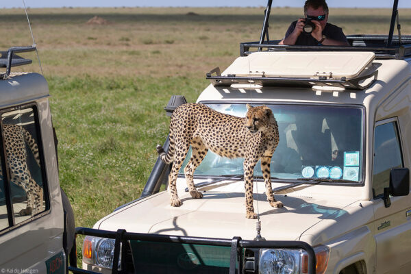 Tanzania Big Cat Safari Tanzania Big Cat Safari