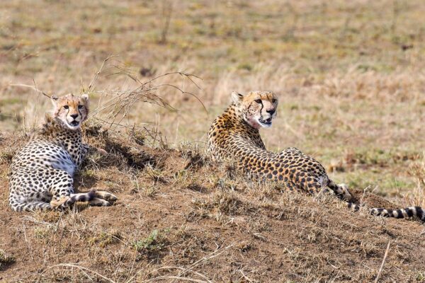 Tanzania Big Cat Safari Tour 7-Day Tanzania Big Cat Safari