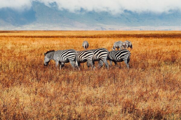 Tanzania Group Safaris Tanzania Group Safaris