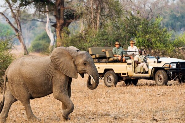 Zambia Safari Africa Zambia Safari Africa
