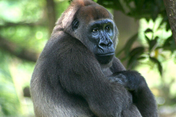 Cross River Gorilla
