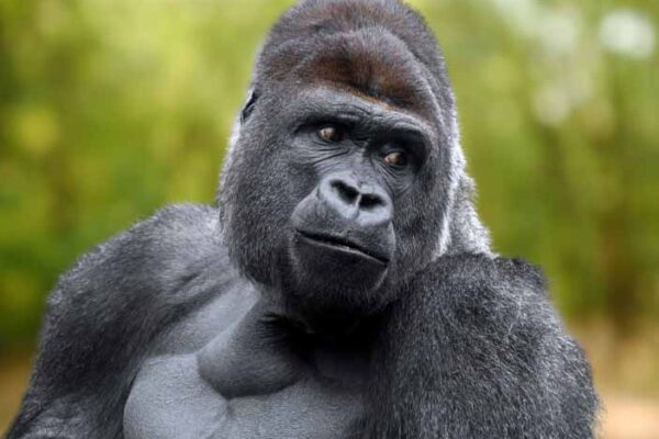 Cross River Gorilla