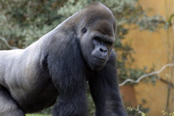 Cross River Gorilla