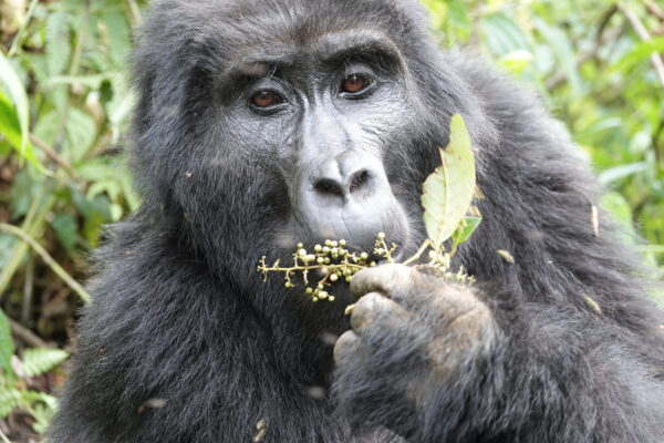 Do Primates Eat Meat