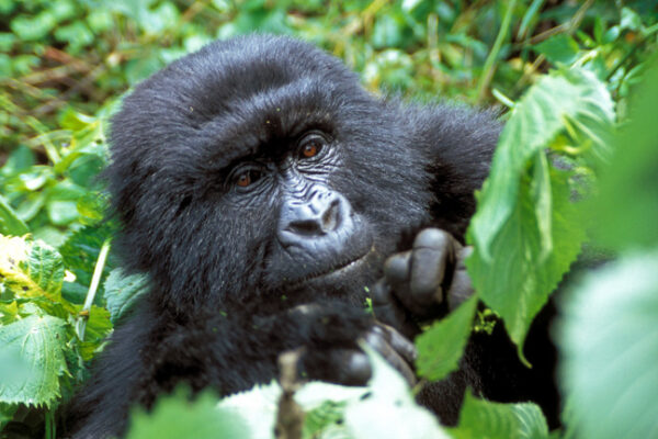 Eastern Gorilla