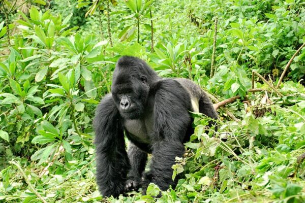 Eastern Gorilla