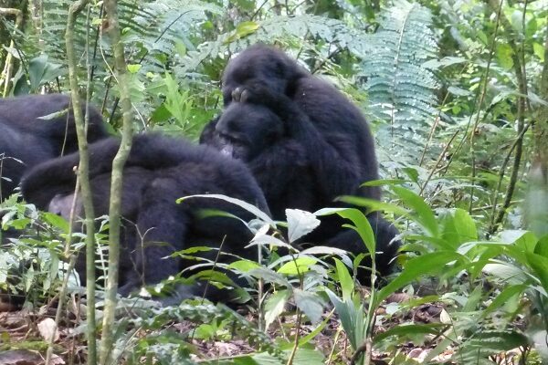 How Do Gorillas Mate