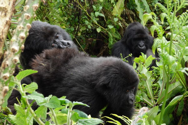 How Do Gorillas Mate