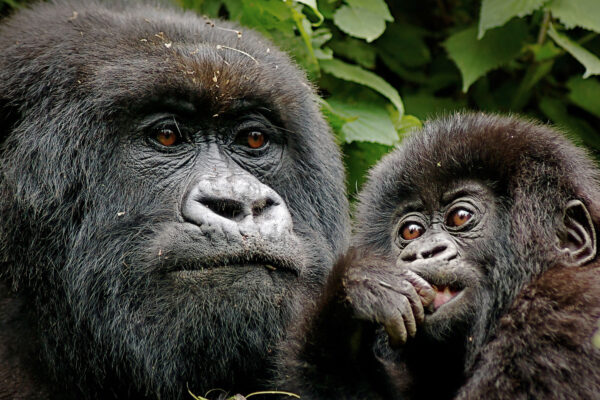 Rwanda Family Gorilla Trek