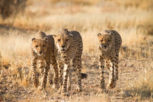 Tanzania Northern Circuit Safari