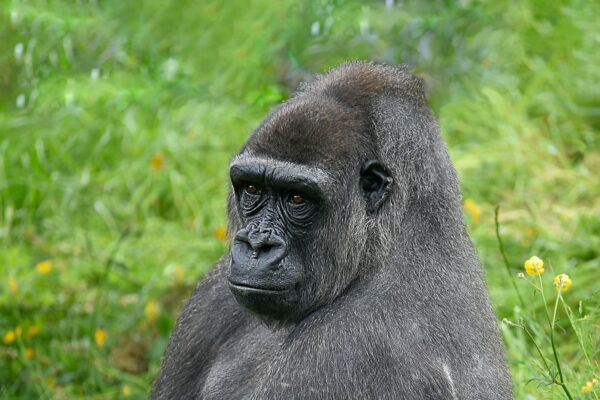 Western Gorilla