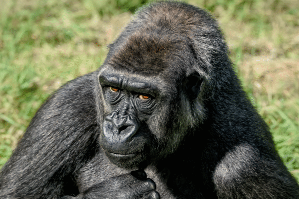 Western Gorilla