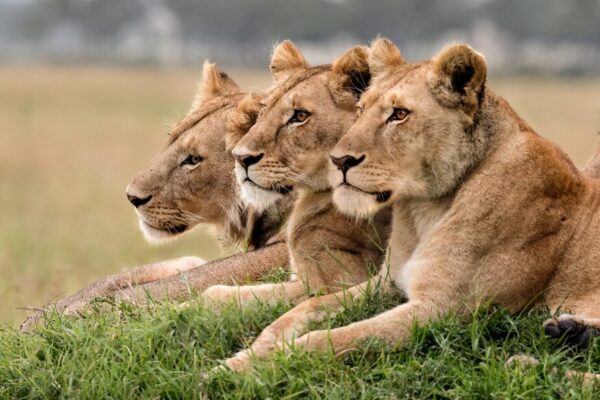 5-Day Kenya Luxury Big 5 Safari Tour 5-Day Kenya Luxury Big 5 Safari Tour